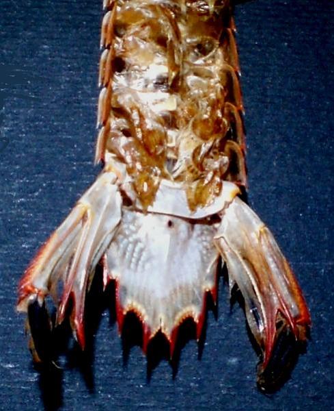 Visaya lira T.F.C. AS2-6 telson ventral view.jpg